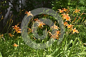 Field of Orange Asiatic Lillies