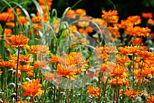 A field of orange flowers on a sunny day at Cantigny in Wheaton, Illinois.