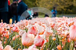 A field of orange and pink tulips during the tulip festival in Holland Michigan