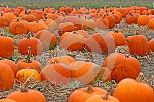 Field of orange pumpkins