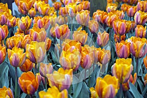 Field with orange tulips