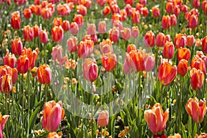 Field of Orange Tulips