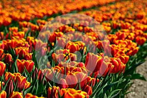 Field of orange tulips in Holland , spring time colourful flowers