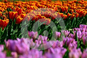 Field of orange tulips in Holland , spring time colourful flowers