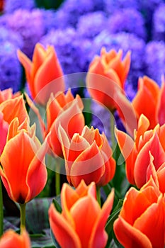 Field of orange tulips in Holland , spring time colourful flowers