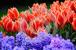 Field of orange tulips in Holland , spring time colourful flowers