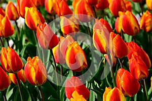 Field of orange tulips in Holland , spring time colourful flowers