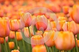 A Field of Orange Tulips in Spring In Michigan