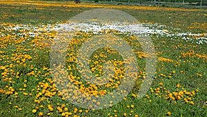 Field of orange and white flowers