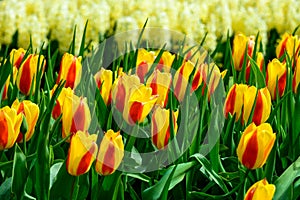 Field of orange yellow tulips in Holland , spring time colourful flowers