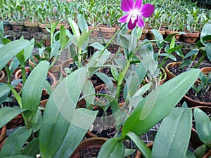 Field Of Orchid Flower, Jakarta, Indonesia - 2021