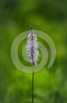 Field ordinary flower, looks like a fluffy cocoon