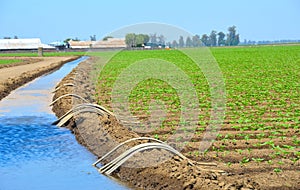 Field of Organic Crop Irrigation photo