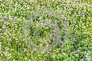 A field overgrown with clover and herbs