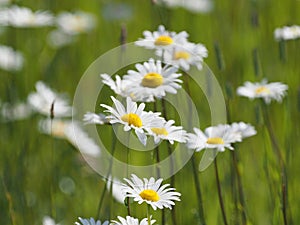 Field of oxeye daisies