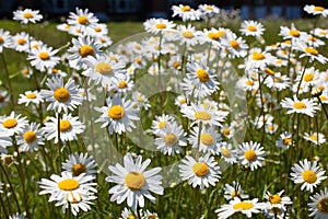 A field of Oxeye daisies growing in the wild in the English countryside