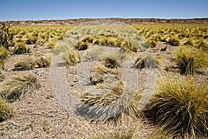 Field of Paja Brava in Atacama desert photo