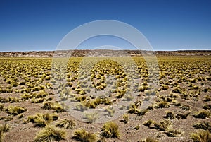 Field of Paja Brava in Atacama desert photo