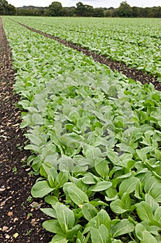 Field of Pak Choi