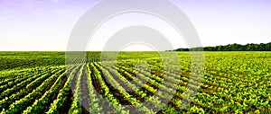 Field panorama farming photo