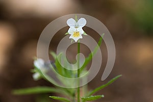 Field pansy & x28;Viola arvensis& x29; plant in flower