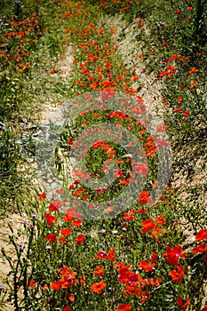 Field with Papaver rhoeas L. in Spain photo