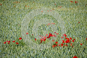 Field with  wild poppy in a rural area photo