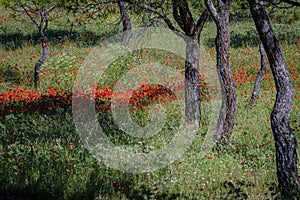 Field with Papaver rhoeas L., wild poppy photo