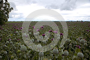 Field of Papaver somniferum během oblačného počasí