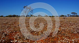 Field of Paper Daisies in the Australian Desert