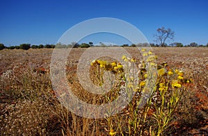 Field of Paper Daisies in the Australian Desert