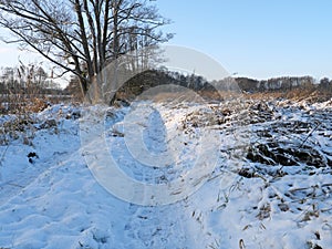 Field path covered with snow in a reed area in Mecklenburg-Western Pomerania