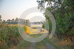 Field path at the edge of the forest in summer