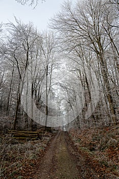 Field path in the forest with firewood and hoarfrost on a cold winter day