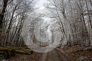 Field path in the forest with firewood and hoarfrost on a cold winter day