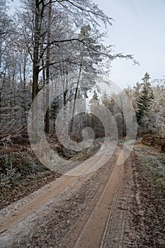 Field path in the forest with firewood and hoarfrost on a cold winter day