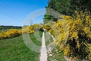Field path through many yellow broom bushes