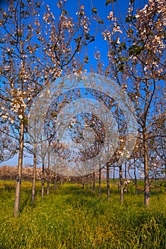 A field of Paulownia trees blooming in Kibbutz Gaash Israel photo
