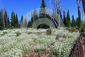 A field of Pearly Everlasting in full bloom