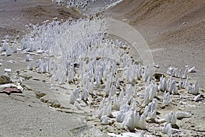 Field of penitentes along the road from La Casualidad to Mina Julia, Puna de Atacama, Argentina