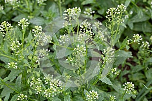 Field pennycress, Thlaspi arvense