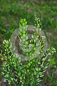 Field pennycress Thlaspi arvense in south Sweden