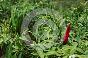 In the field of pepper photo
