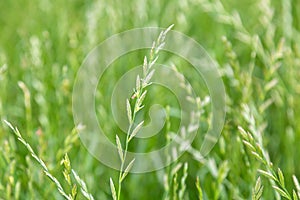 Perennial ryegrass Lolium perenne L. photo