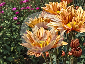 Field of perfect  gerbera