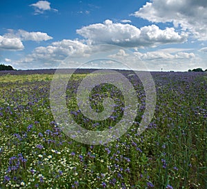 Field Phacelia Juss