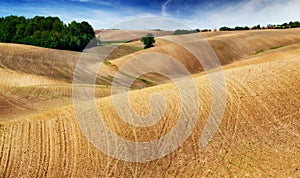 Field. picturesque hills of the spring field