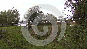 Field with pigs eating and river in background