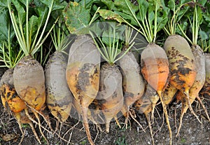 In the field on the pile are fodder beets