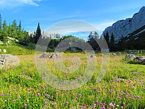 Field of pink blooming wild chives (Allium schoenoprasum) flowers